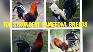 TOP STRONGEST GAMEFOWL BREEDS [upl. by Raeann]