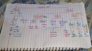 HISTOLOGY OF LYMPHOID ORGANS FLOW CHART [upl. by Zohar686]