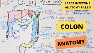 COLON ANATOMY  Large intestine anatomy part 5  Suyash shukla [upl. by Aceissej]