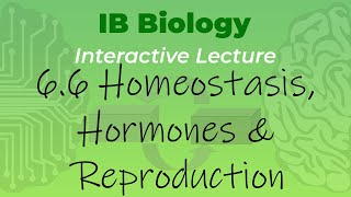 IB Biology 66  Homeostasis Hormones amp Reproduction  Interactive Lecture [upl. by Ilke]