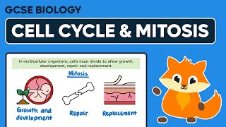 The Cell Cycle amp Mitosis  GCSE Biology [upl. by Harrow]