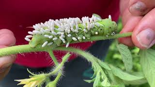 Tomato Hornworms amp the Braconid Wasps That Turn Them Into Zombies [upl. by Truelove]