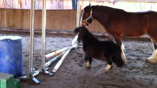 Shire Horse vs Mini Shetty [upl. by Aneert]