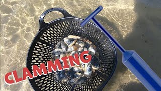 Clamming for Softshell and Hardshell Clams on LONG ISLAND [upl. by Elane]