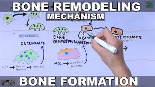 Bone Remodeling Mechanism [upl. by Eellehs]