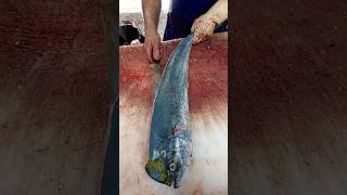 What is the name of this beautiful fish fishcutting [upl. by Burnard]