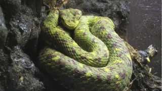 Eyelash Palm Viper  Bothriechis Schlegelii [upl. by Aritak760]