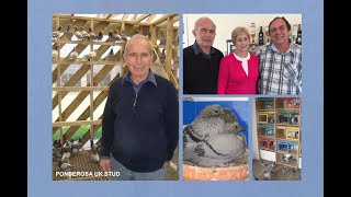 Video 493 The Ponderosa UK Racing Pigeon Stud of Chickerell Two Loft Visits 2016  1995 [upl. by Emmett]