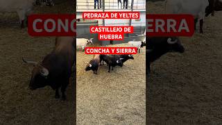 Toros de PEDRAZA DE YELTES CASTILLEJO DE HUEBRA y CONCHA Y SIERRA  15septiembre2024  Las Ventas [upl. by Lauri]