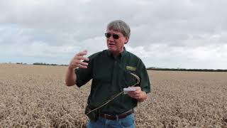 Needham Ag  High Yield Wheat Management – European Style [upl. by Finny]