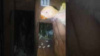 lovebirds latino chiks albino red eyes beutifull birds [upl. by Kaitlin]