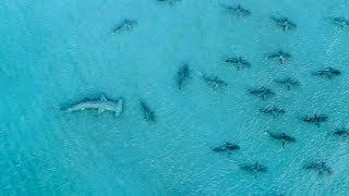 Giant Hammerhead Sharks Hunting Blacktip Sharks  4K [upl. by Anitaf]