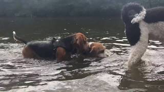 Beagle Walk Drunense Duinen The Netherlands [upl. by Kriste]