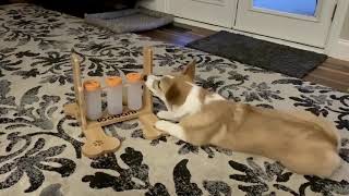 Loobani Dog Feeder Toy [upl. by Neesay]