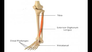 Two Minutes of Anatomy Extensor Digitorum Longus [upl. by Valoniah]