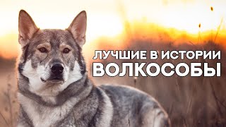 Лучшие ВОЛКОСОБЫ за всю историю существования этого направления The best WOLFDOG in the world [upl. by Ab]