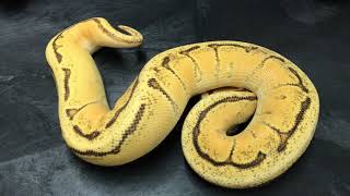 Ball Python Morphs 8 Orange Dreams and Super ODs [upl. by Ahsyak]