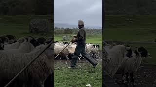 스코틀랜드 양치기 보더콜리 1 Working Sheepdogs In Kincraig Kingussie Scotland [upl. by Binnie]