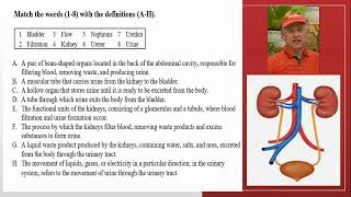 4 Vocabulary 1 Urinary System [upl. by Lladnarc]