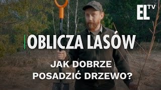 TeamTrees Jak dobrze posadzić drzewo  Oblicza lasów 16 [upl. by Latona204]