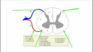 Anatomie de la moelle épiniére [upl. by Rustice]