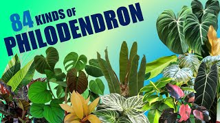 84 SPECIES OF PHILODENDRON  HERB STORIES [upl. by Musette618]