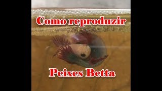 Como reproduzir Bettas Passo a Passo [upl. by Isnyl]