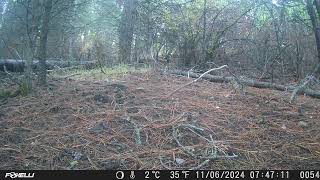 Dominance Behavior in Feeding Darkeyed Juncos [upl. by Sudaorb]