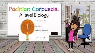 Pacinian Corpuscle for A level Biology  BioTeach [upl. by Esenaj]