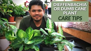 Dieffenbachia Plant EASIEST Care Tips and Tricks  Must Try for Quicker Growth [upl. by Aenel409]