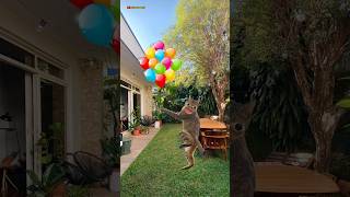 Meletus balon ijo dor funny cat [upl. by Airlie733]