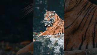 Siberian Tiger vs Amur Leopard  Apex Predators Clash facts wildlife mammals motivation [upl. by Petrie]