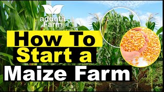 How to start a maize farm A to Z Guide [upl. by Jessamyn]