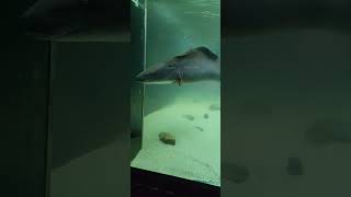 The aba aba knifefish water conditioning knifefish aquarium fish water [upl. by Nylesor]