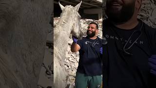 quotHorse Rescue Mission  From Danger to Safetyquot cat horse viralvideo rescue [upl. by Thilda]