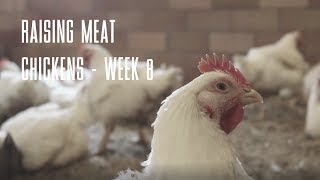 Raising Meat Chickens  WEEK 8 [upl. by Yehudit]