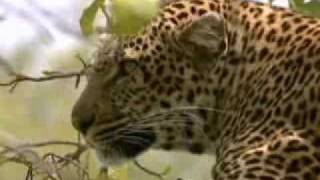 Leopard vs wildebeest herd  BBC wildlife [upl. by Ainit]