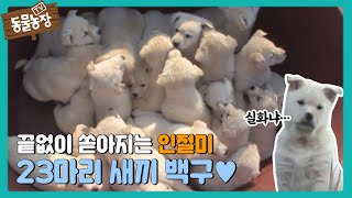 끝없이 쏟아지는 천방지축 23마리 새끼 백구들 TV 동물농장 20171210 [upl. by Aicenad815]