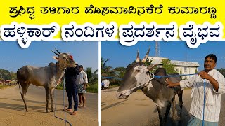 Hosamavinakere Kumaranna Hallikar bulls exhibition [upl. by Nalid313]