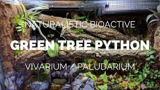 Building a Naturalistic Bioactive Green Tree Python Vivarium  Paludarium [upl. by Aryas]