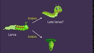 Ecdysis and Metamorphosis The Role of Hormones [upl. by Diane-Marie]