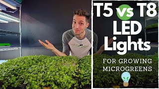 BEST CHEAP LED Lights for Growing Microgreens Barrina T5s vs T8s [upl. by Reldnahc420]