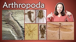 Arthropoda Pt 1 Chelicerata Crustacea Insecta Myriapoda Invertebrate Paleontology  GEO GIRL [upl. by Sokim872]