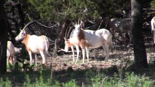 Scimitar Horned Oryx [upl. by Mcnelly]