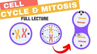 Chapter 12  The Cell Cycle and Mitosis Spindle kinetochores checkpoints Cyclins amp CDKs cancer [upl. by Fulmer500]