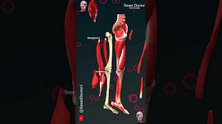 How Many Bones are in Your Leg🦵🏻 [upl. by Ahseenal]