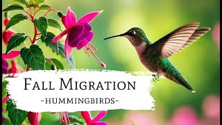 HUMMINGBIRD Fall Migration [upl. by Caffrey]