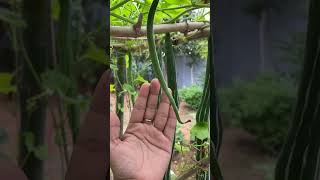 Gardening Tour 2024 Idea for Garden at HomeGardening vegetables gardening meimeigarden [upl. by Nossyla]