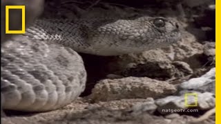 RedTailed Hawk vs Rattler  National Geographic [upl. by Mareah]