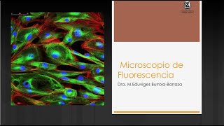 11 Microscopio de Fluorescencia [upl. by Treulich]